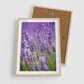 Plakat w ramie 50x70 - Urok lawendy - lawenda, kwiaty - rama drewno