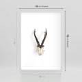 Plakat w ramie 50x70 - Minimalistyczne Poroże Jelenia - poroże jelenia na ścianie, minimalizm - rama biała