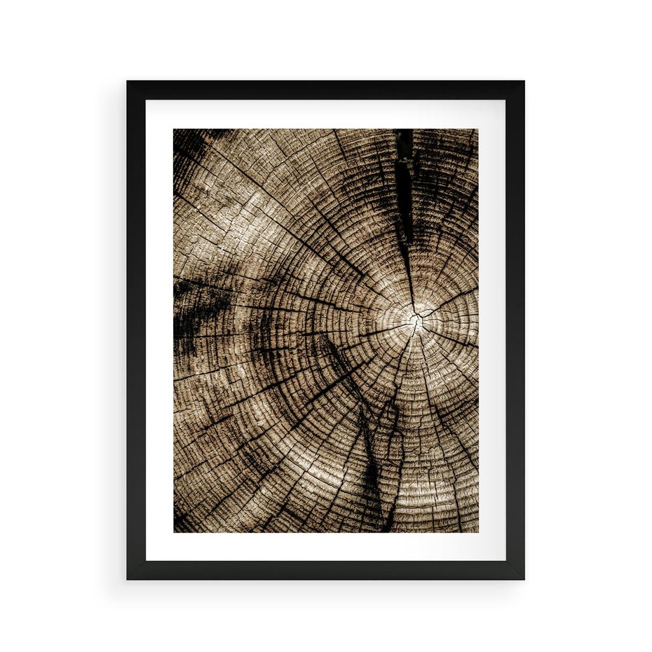 Plakat w ramie 40x50 - Natura Pod Lupą - pień drzewa, przekrój - rama czarna
