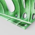 Obraz na płótnie 90x30 - Monstera - Liście Kwiaty - monstera, liście