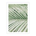 Plakat bez ramy 21x30 - Liście Palmy: Egzotyczna Grafika - palma, liście palmy