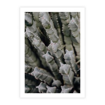 Plakat bez ramy 30x40 - Oaza Natury - sukulenty, kaktusy