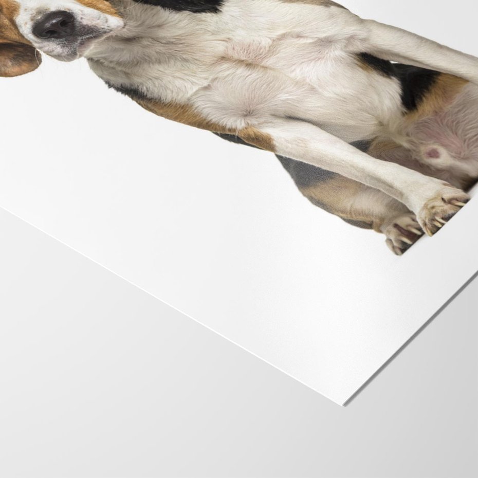 Plakat bez ramy 30x40 - Wierność i radość - pies, piesek