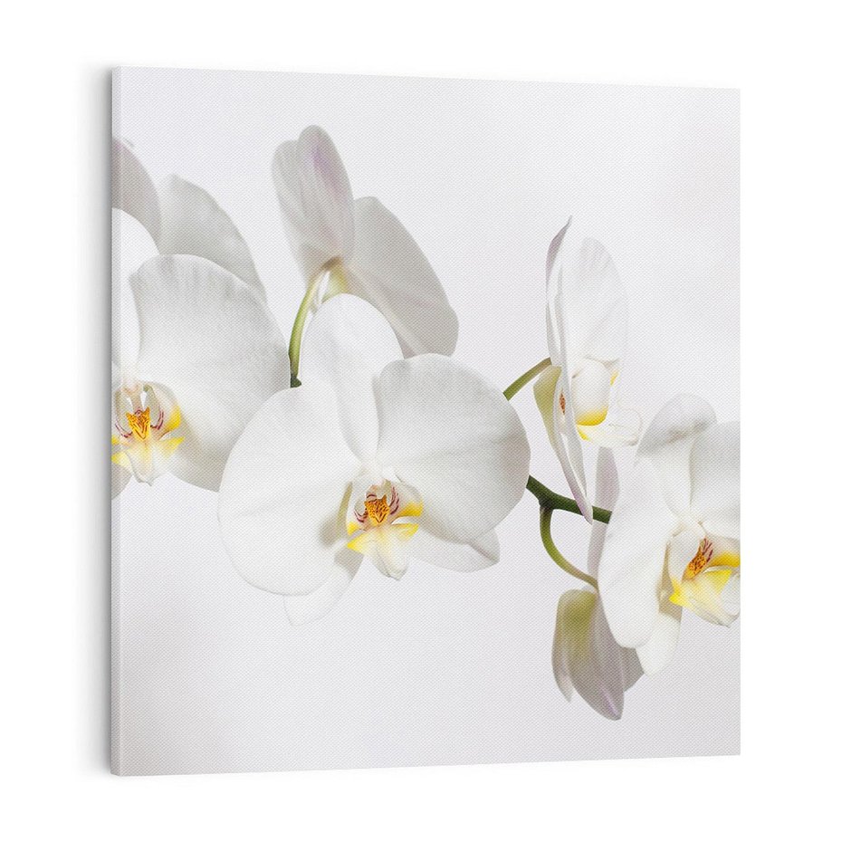 Obraz na płótnie 70x70 - Orchidea Kwiat - orchidea, kwiat
