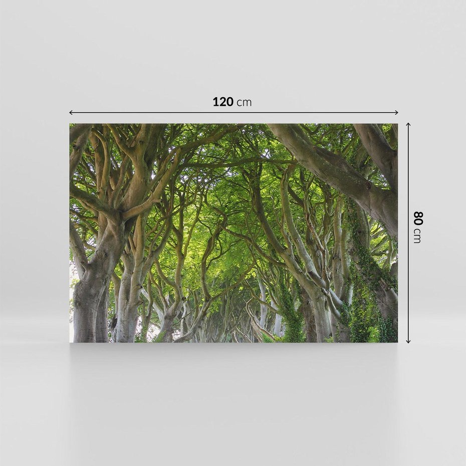 Obraz na płótnie 120x80 - Magiczny Las - drzewa, las