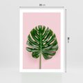 Plakat bez ramy 21x30 - Monstera w Różowym Świetle - liść monstery, różowe tło
