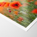 Plakat bez ramy 21x30 - Makowa Pasja - maki, kwiaty