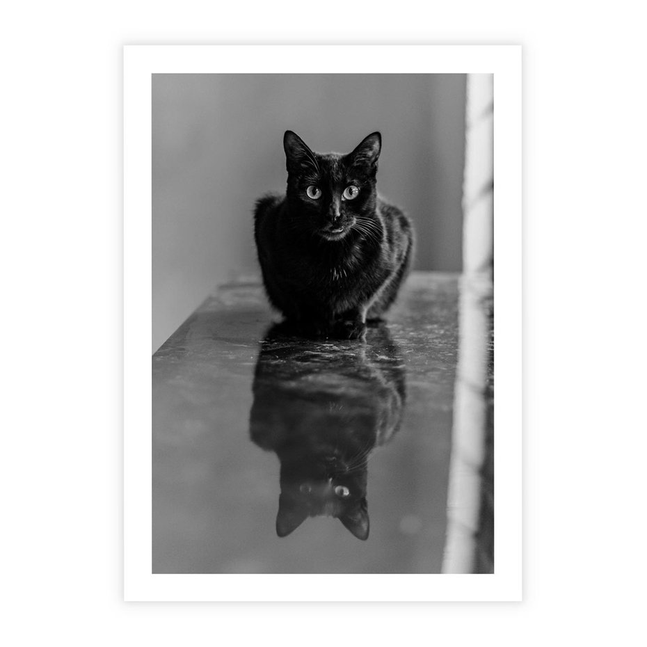 Plakat bez ramy 21x30 - Kocie Oczy - kot, czarno białe zdjęcie