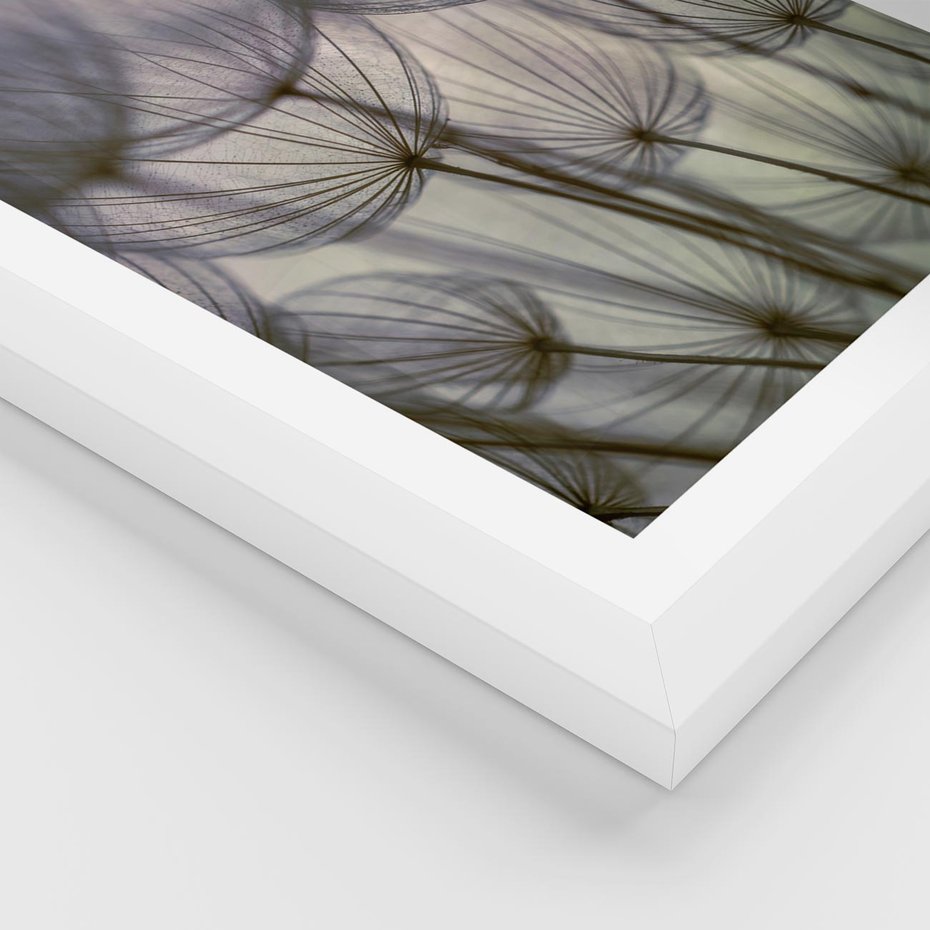 Plakat w ramie 40x50 - Makro dmuchawiec - piękno drobnych detali - dmuchawce, makro - rama biała