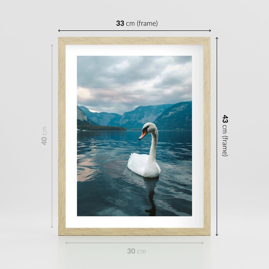 Plakat w ramie 30x40 - Łabędzi Śpiew - fotografia, plakat - rama drewno