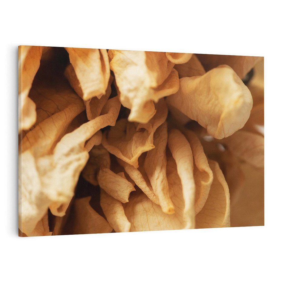 Obraz na płótnie 120x80 - Zjawiskowe zasuszone kwiaty - zasuszone, kwiaty