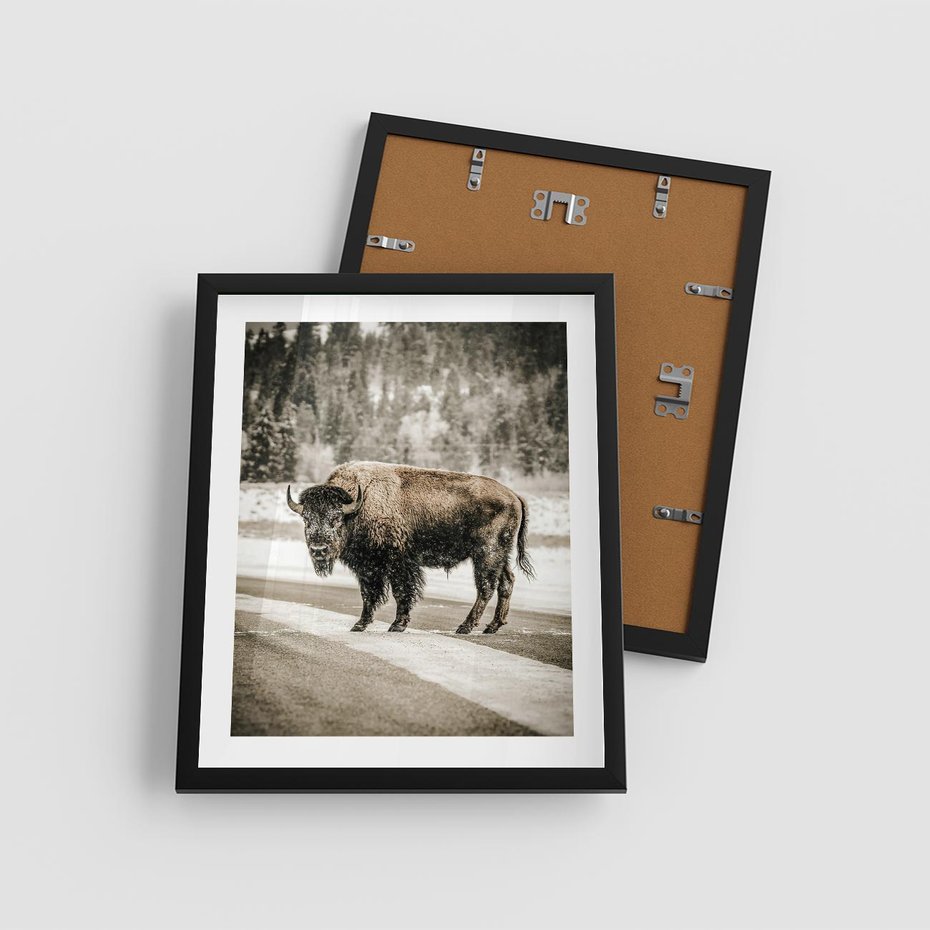 Plakat w ramie 40x50 - Spotkanie z Żubrem na Leśnej Drodze - żubr, las - rama czarna