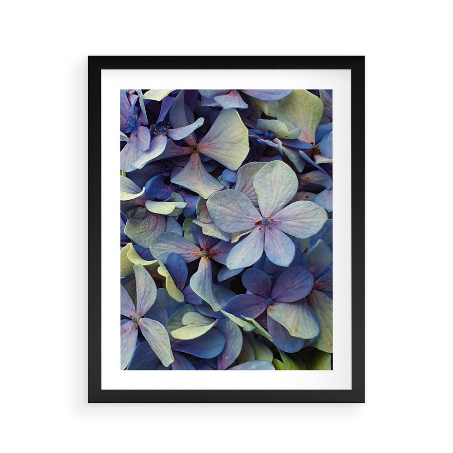 Plakat w ramie 40x50 - Hortensja - delikatność kwiatów - hortensja, kwiaty - rama czarna