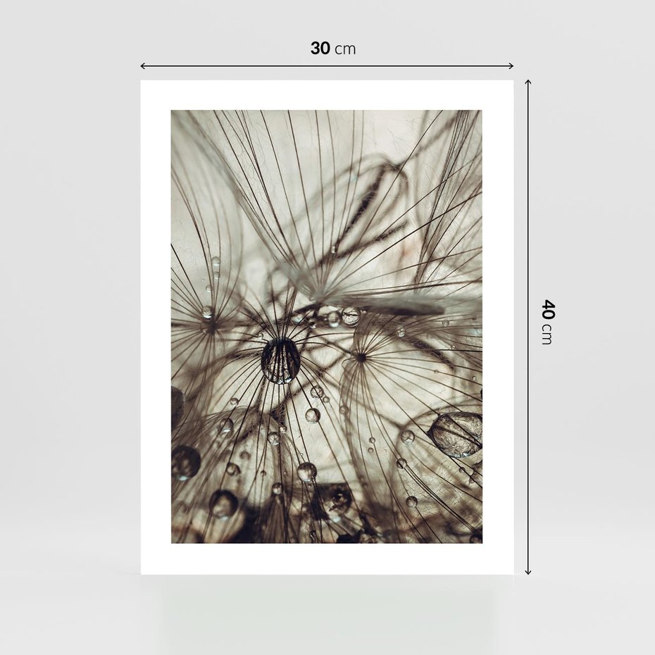 Plakat bez ramy 30x40 - Lekkie dmuchawce - dmuchawce, krople