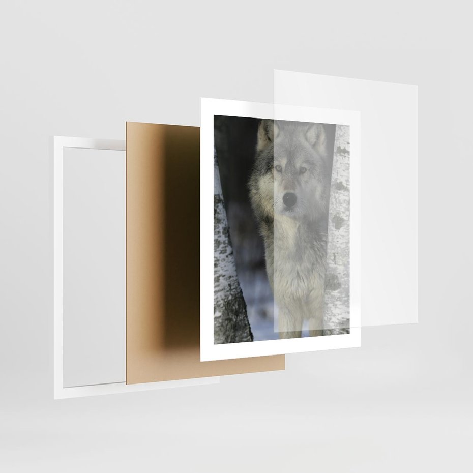 Plakat w ramie 40x50 - Wilk w Zimowym Lesie - wilk, las - rama biała