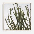 Obraz w ramie 50x50 - Ekskluzywna Roślinność - kaktusy, liście - rama drewno