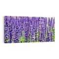 Obraz na płótnie 100x50 - Lawendowa Mgła - lawenda, kwiat