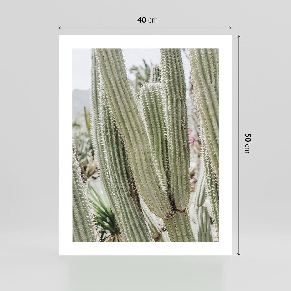 Plakat bez ramy 40x50 - Duże Kaktusy w Pejzażu - kaktus, duże kaktusy na pustyni