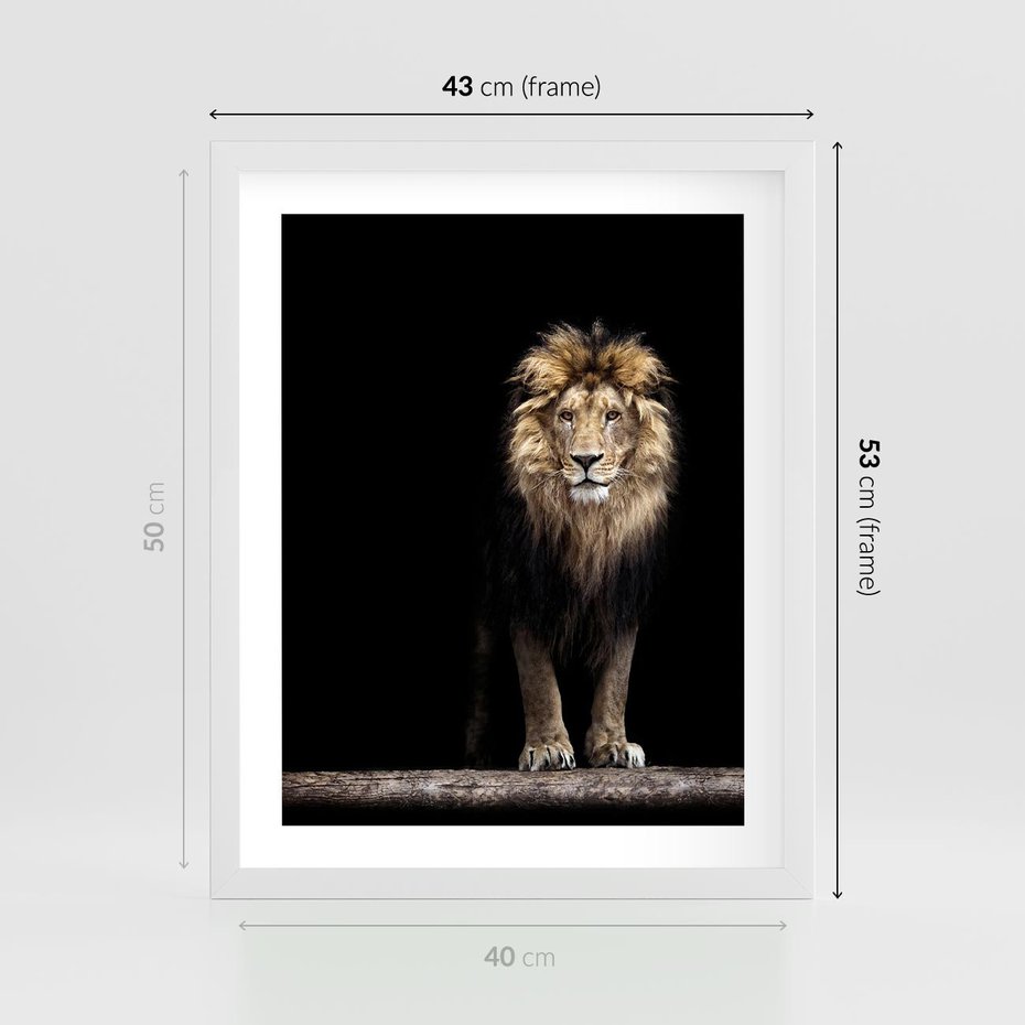 Plakat w ramie 40x50 - Lew: dzikie piękno natury - lew, dzikie - rama biała