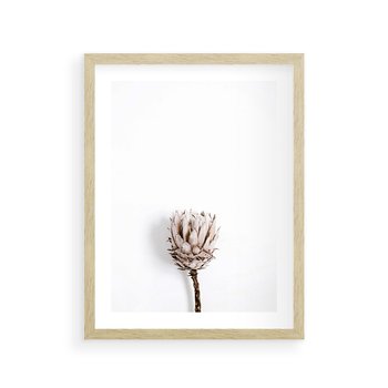 Plakat w ramie 50x70 - Suszona Roślina na Białym Tle - minimalizm, suszona roślina - rama drewno