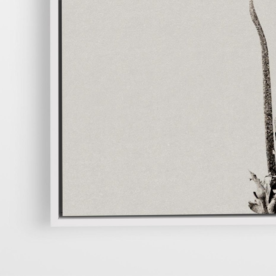 Obraz w ramie 80x80 - Kwiatowa Symfonia w Szarościach - czarno biała odbitka, jak fotografia - rama biała