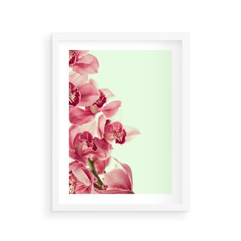 Plakat w ramie 40x50 - Orchidea - delikatne kwiaty - orchidea, kwiaty - rama biała