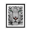 Plakat w ramie 40x50 - Magia Białego Tygrysa - biały, tygrys - rama czarna