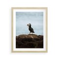 Plakat w ramie 40x50 - Portret Ptaka Morskiego - maskonur, ptak - rama drewno