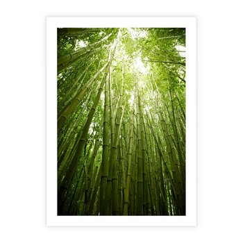 Plakat bez ramy 30x40 - Siła Natury - drzewa, las