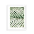 Plakat w ramie 30x40 - Liście Palmy: Egzotyczna Grafika - palma, liście palmy - rama biała