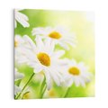 Obraz na płótnie 30x30 - Stokrotka: delikatność natury - stokrotka, kwiat