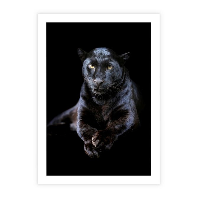 Plakat bez ramy 30x40 - Czarna pantera: majestat i siła - czarna, pantera