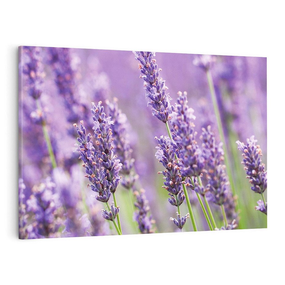 Obraz na płótnie 120x80 - Urok lawendy - lawenda, kwiaty