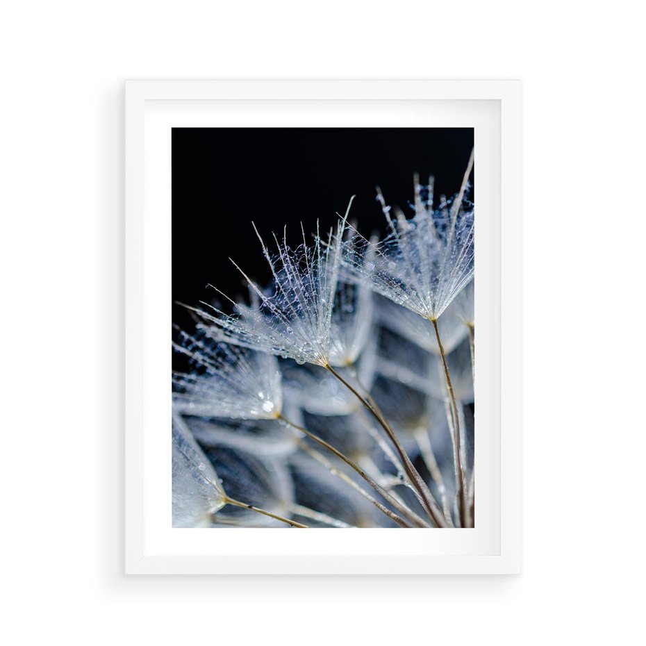Plakat w ramie 40x50 - Makro piękno dmuchawców - makro, dmuchawce - rama biała