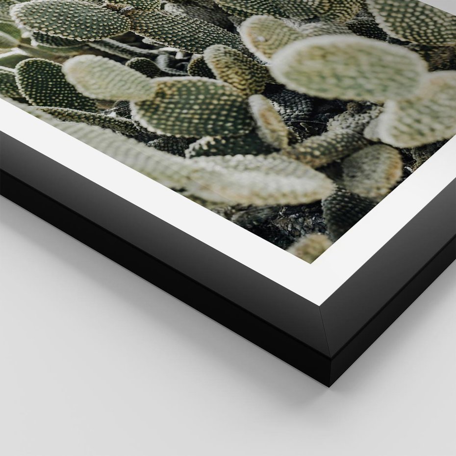 Plakat w ramie 30x40 - Kaktusowa Harmonia - kaktusy, fotografia - rama czarna