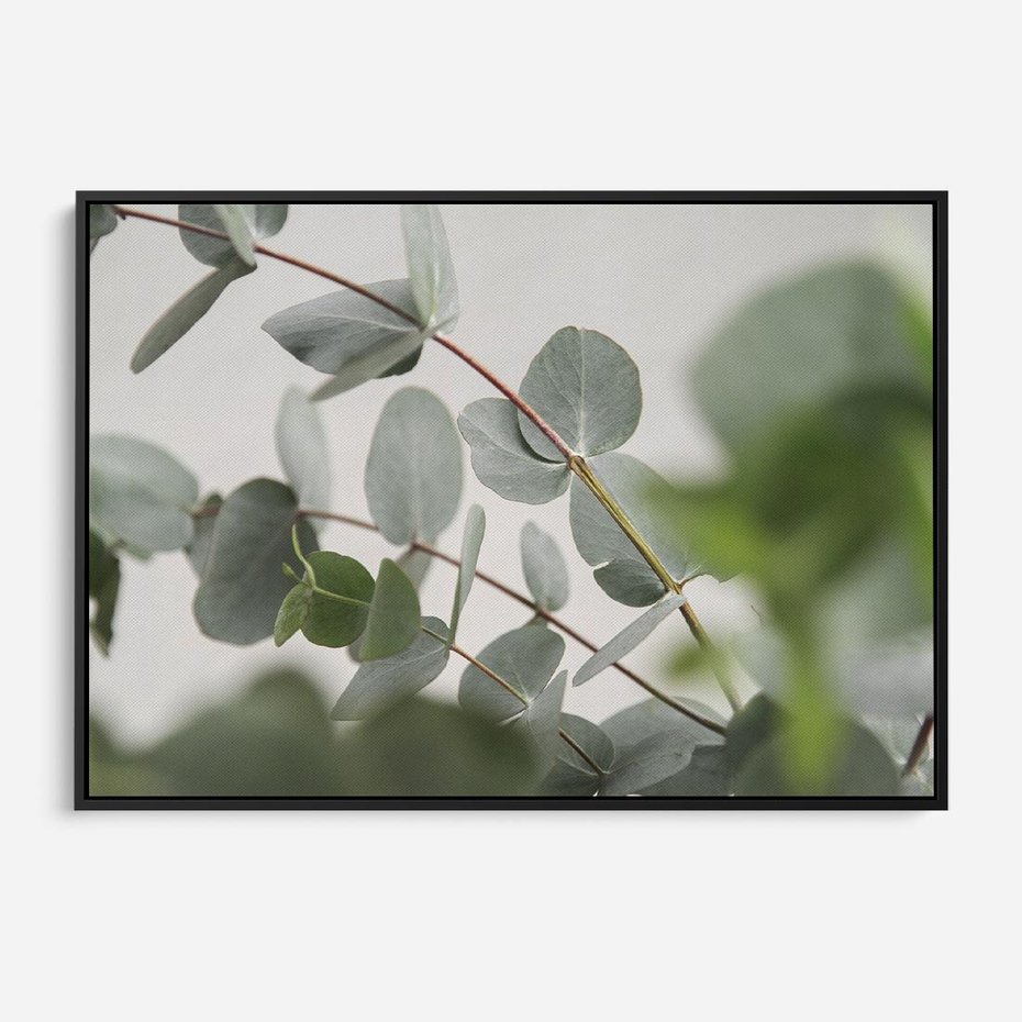 Obraz w ramie 100x70 - Liście eukaliptusa w naturze - eukaliptus, liście - rama czarna