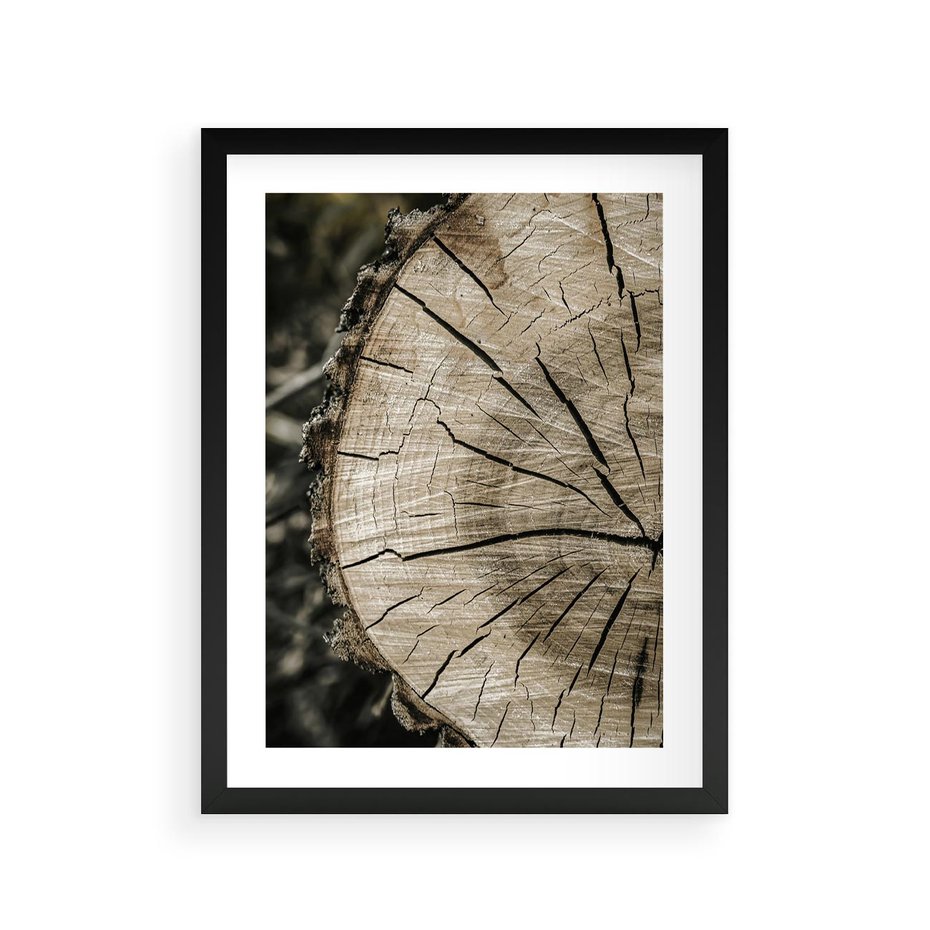 Plakat w ramie 30x40 - Wnętrze Natury - pień, przecięty pień - rama czarna