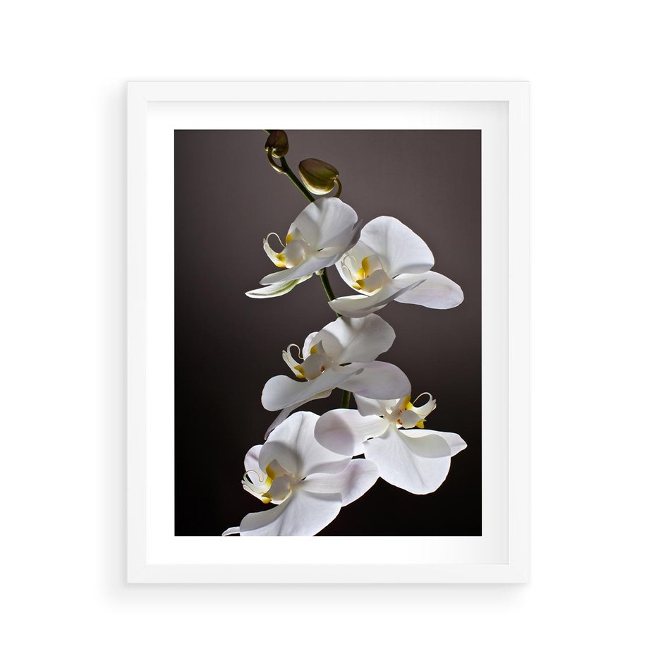 Plakat w ramie 40x50 - SPA: harmonia z kwiatami - spa, kwiaty - rama biała