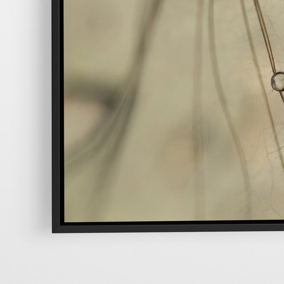 Obraz w ramie 70x100 - Delikatność dmuchawców - dmuchawce, krople - rama czarna