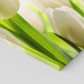 Obraz na płótnie 100x50 - delikatność kwiatów - tulipany, kwiat