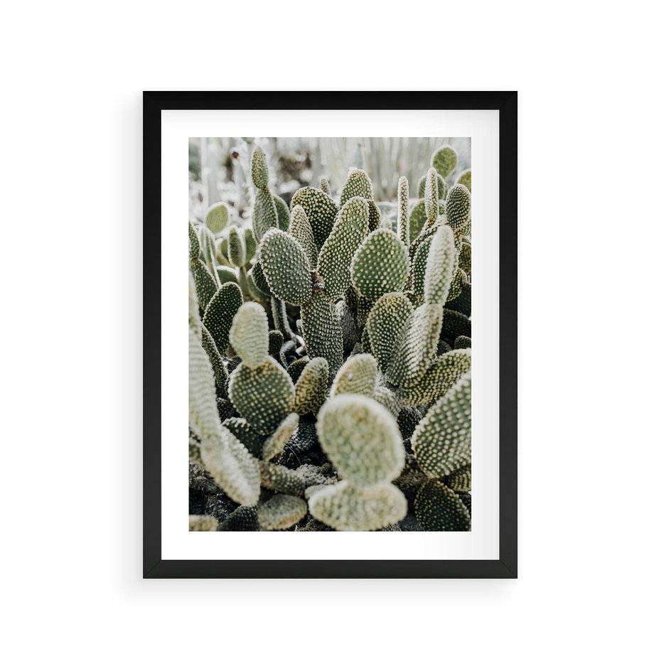 Plakat w ramie 30x40 - Kaktusowa Harmonia - kaktusy, fotografia - rama czarna