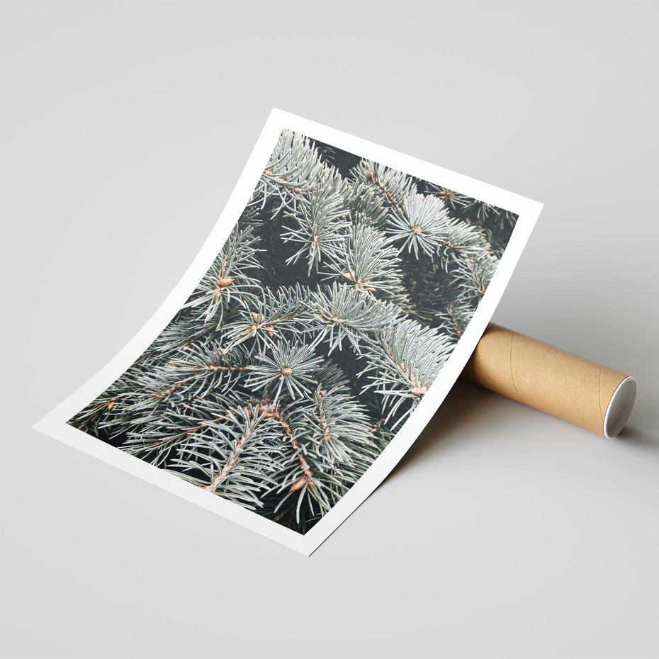 Plakat bez ramy 30x40 - Zima na Gałęziach - sosnowe gałęzie, igły