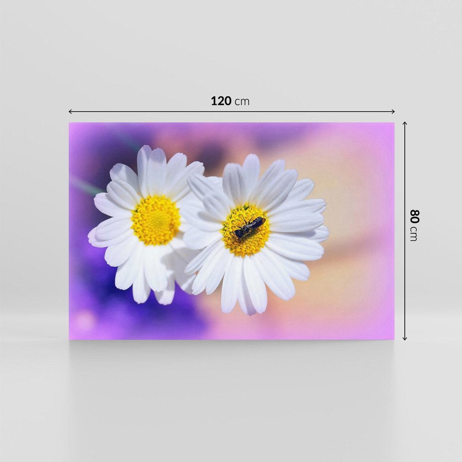 Obraz na płótnie 120x80 - Stokrotki wśród traw urok natury - stokrotki, kwiat