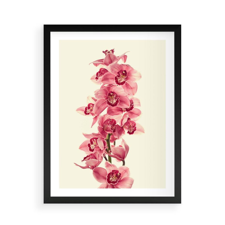 Plakat w ramie 50x70 - Orchidea w spa - relaks - orchidea, spa - rama czarna