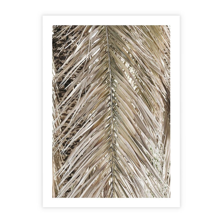 Plakat bez ramy 30x40 - Boho Urok Palmy: Zbliżenie Natury - sucha palma, zbliżenie