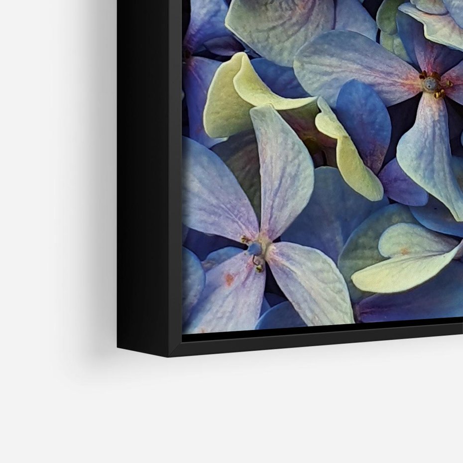 Obraz w ramie 50x50 - Hortensja - delikatność kwiatów - hortensja, kwiaty - rama czarna