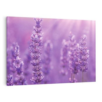 Obraz na płótnie 120x80 - Fioletowa harmonia lawendy - lawenda, fiolet