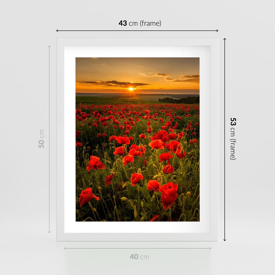 Plakat w ramie 40x50 - Maki przy zachodzie słońca - maki, zachód - rama biała