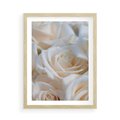 Plakat w ramie 50x70 - Białe róże piękności - białe, róże - rama drewno
