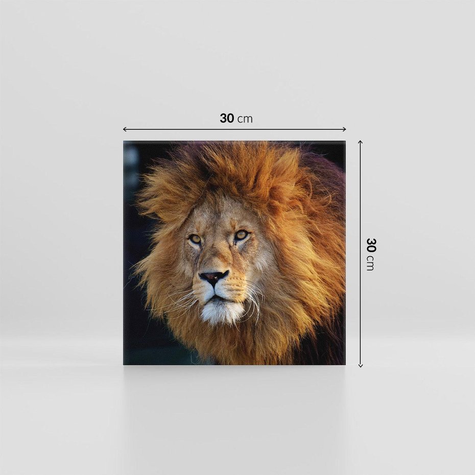 Obraz na płótnie 30x30 - Lew - Król Zwierząt - lew, zwierzęta